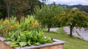 Hochbeet mit Salat und Blumen im Garten