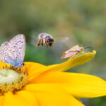 Insektenvielfalt auf einer Blüte, ein Bläulingsfalter (Polyommatus icarus), eine Biene (Anthophila) im Flug und eine Schildwanze (Carpocoris fuscispinus) auf einer Rudbeckia