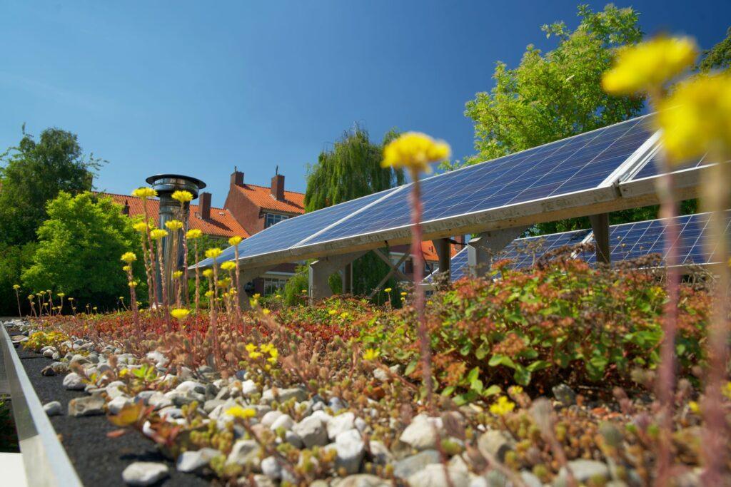 Dachbegrünung mit blauen Sonnenkollektoren. Sedum Gründach mit Photovoltaik-Paneelen.